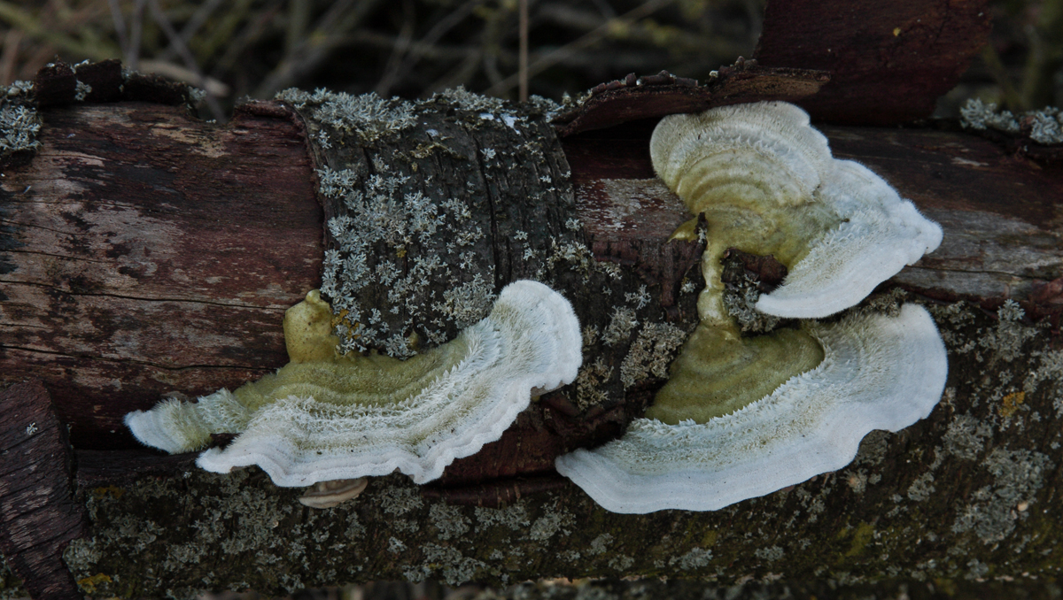 Trametes hirsuta (door Sjoerd Greydanus)