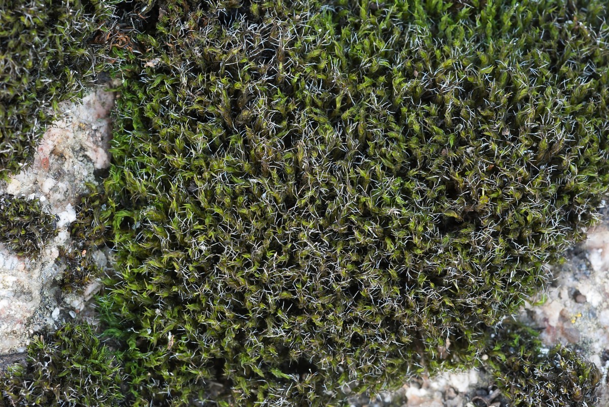 Grimmia trichophylla (door Arjan de Groot)