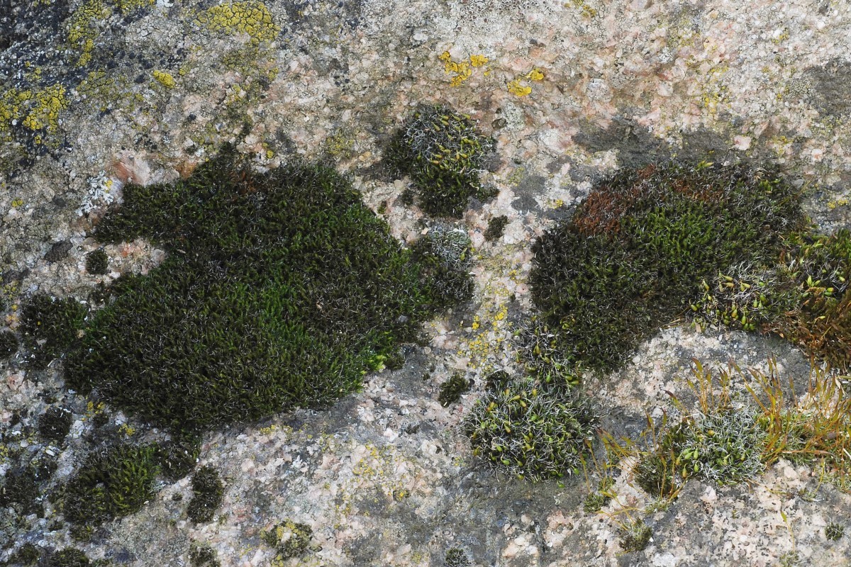 Grimmia trichophylla (door Arjan de Groot)