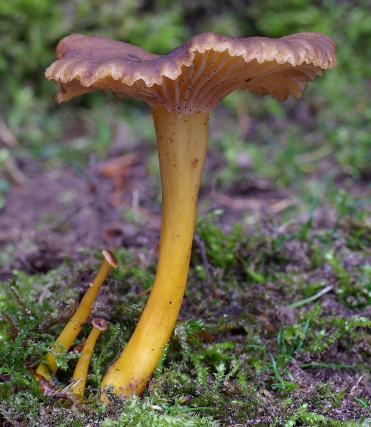 Cantharellus tubaeformis (door Gio van Bernebeek)