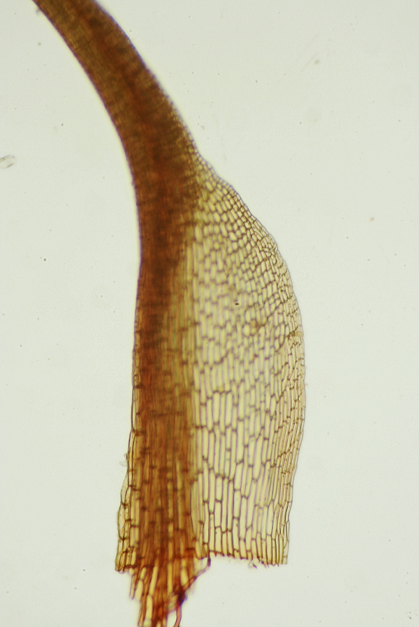 Trematodon ambiguus (door Jan Kersten)