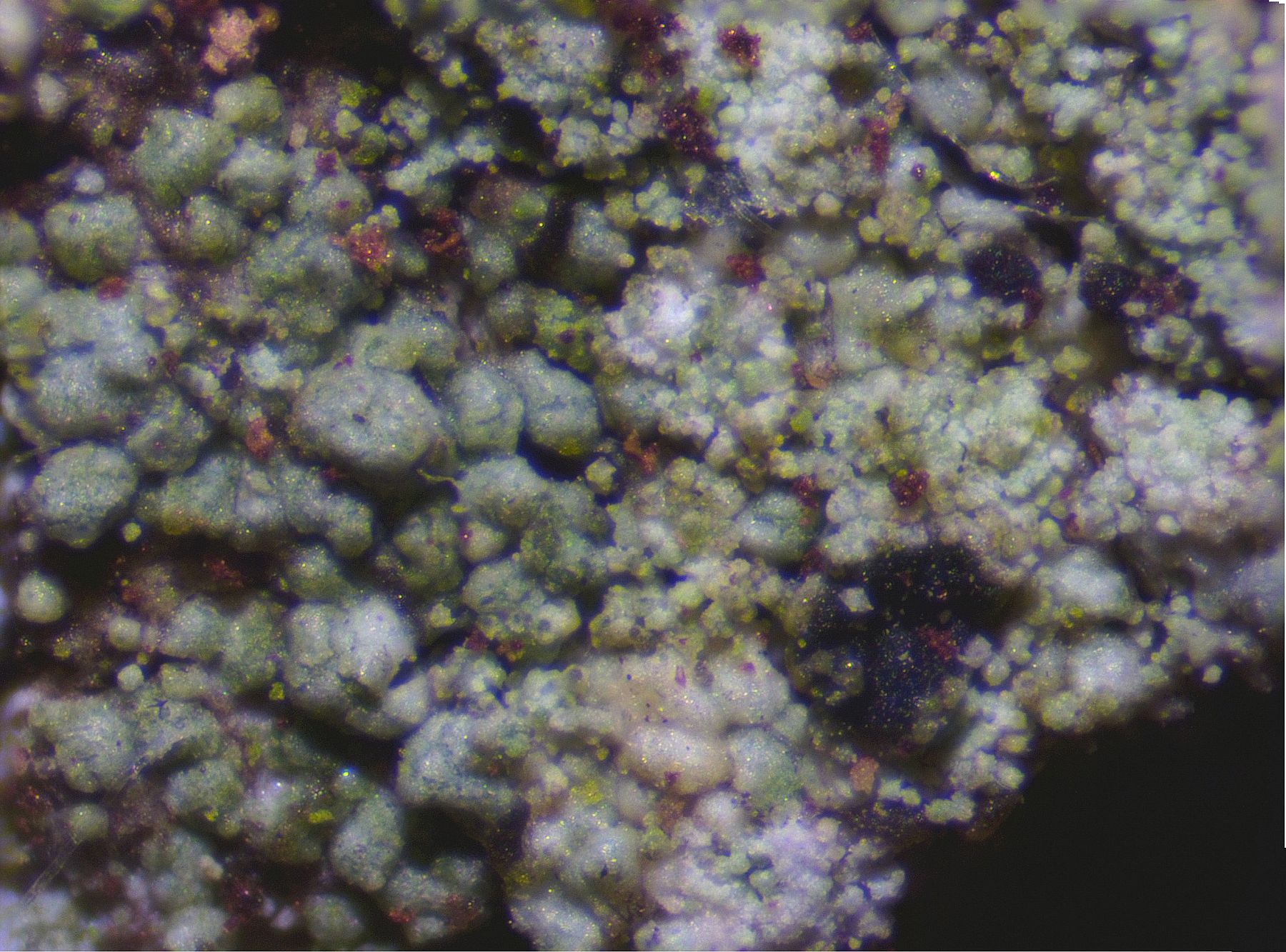 Tremella lichenicola (door Laurens Sparrius)