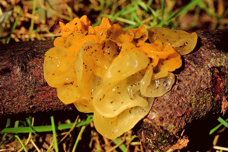 Tremella mesenterica (door Eef Arnolds)