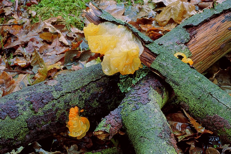 Tremella mesenterica (door Aldert Gutter)