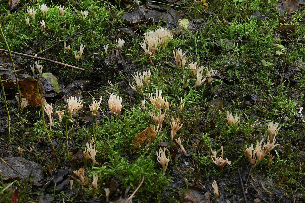 Tremellodendropsis tuberosa (door Laurens van der Linde)