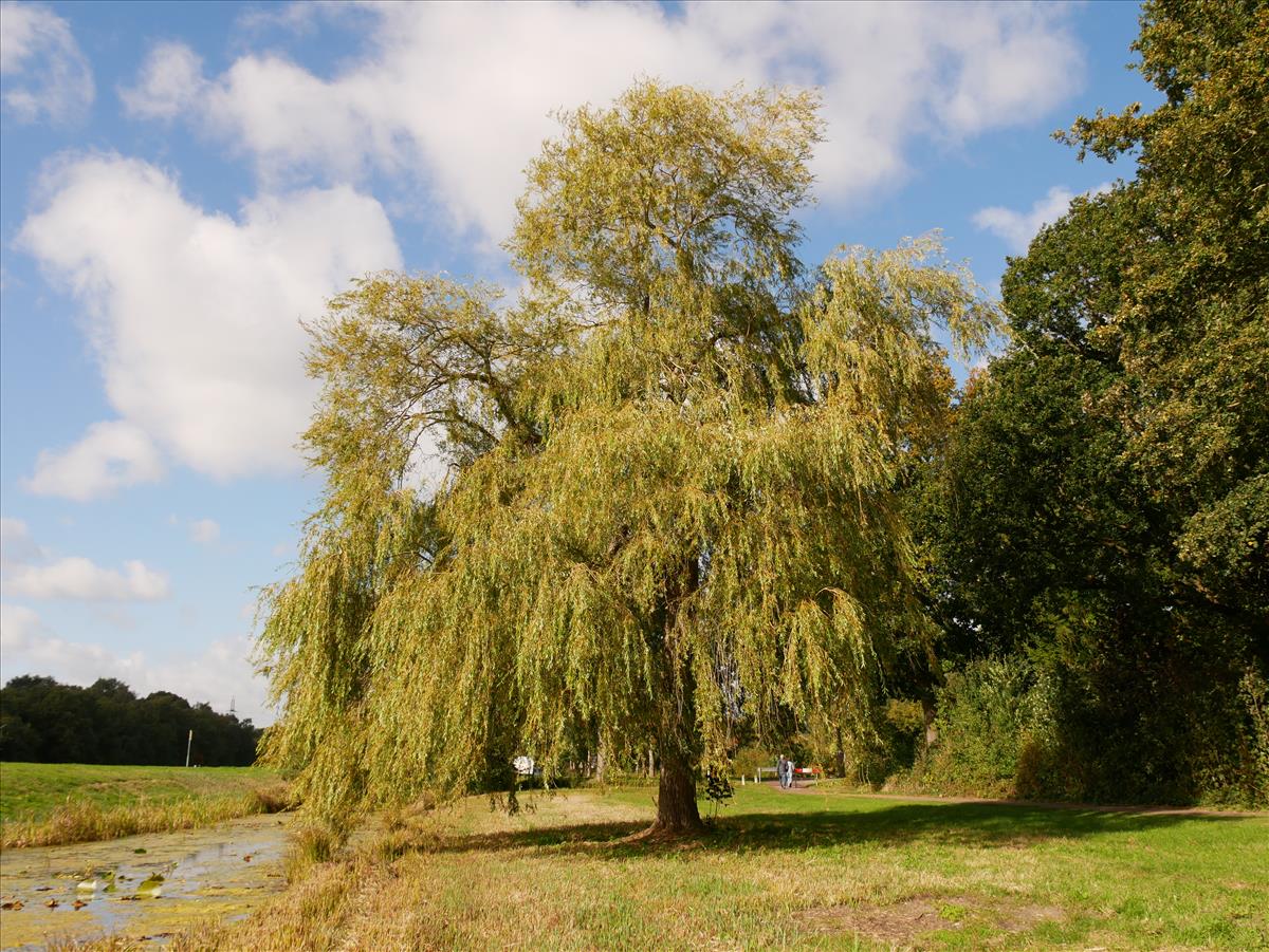 Salix x sepulcralis (door Wim van der Neut)