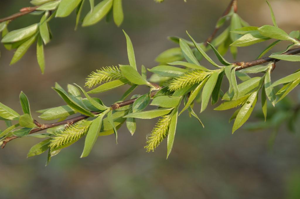 Salix x subdola (door Theo Muusse)