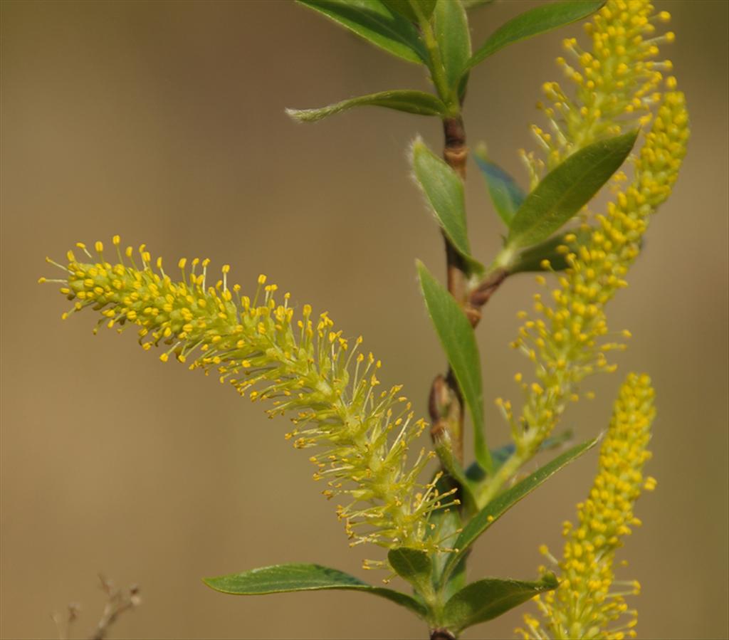 Salix x subdola (door Theo Muusse)