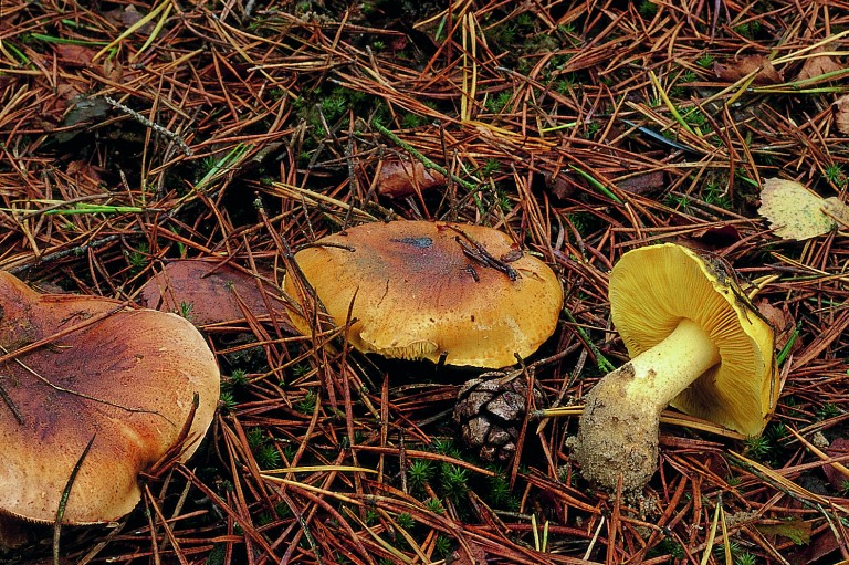 Tricholoma equestre (door Mirjam Veerkamp)