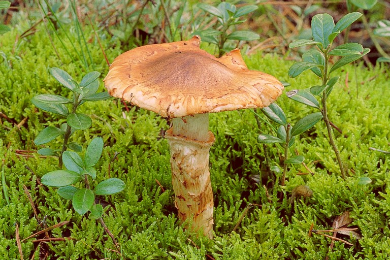 Tricholoma focale (door G.J. Keizer)