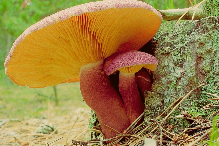 Tricholomopsis rutilans (door Aldert Gutter)