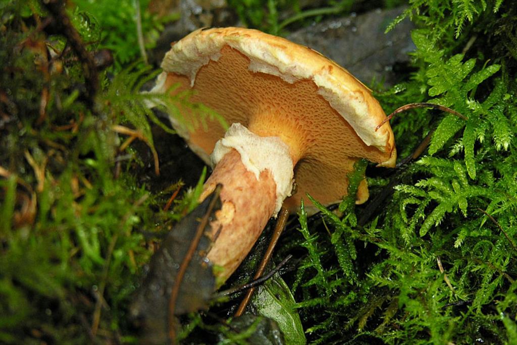 Suillus tridentinus (door Robbert Vlagsma)