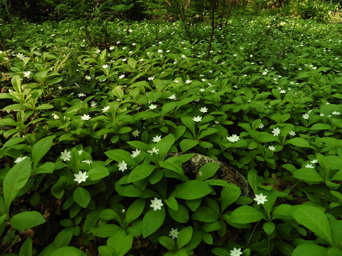 Trientalis europaea (door Willie Riemsma)