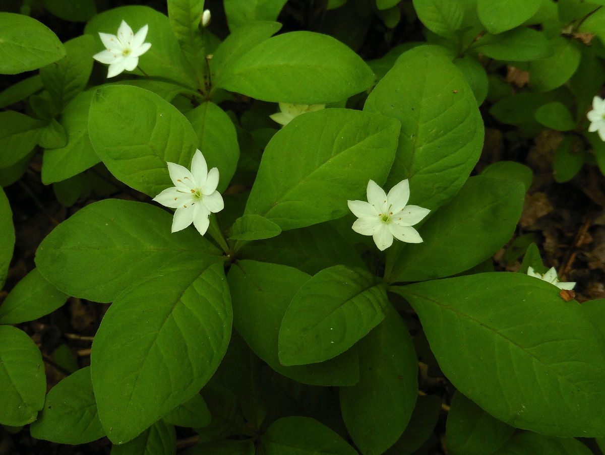 Trientalis europaea (door Willie Riemsma)