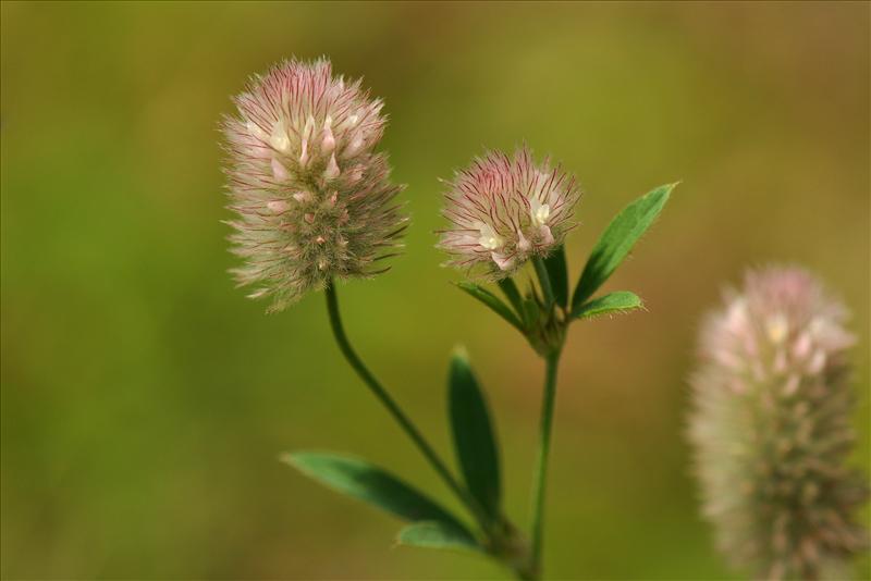 Trifolium arvense (door Willie Riemsma)