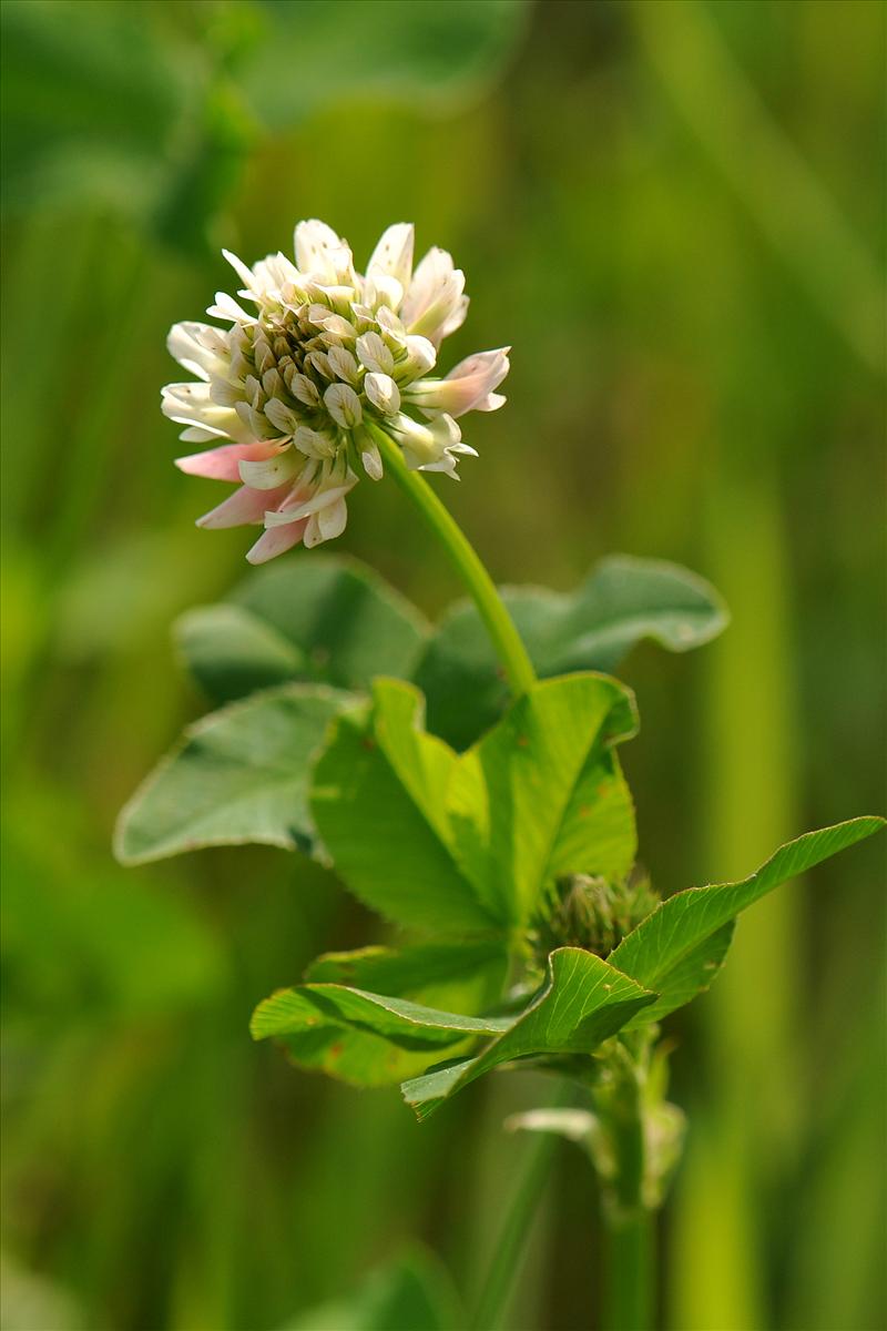 Trifolium hybridum subsp. hybridum (door Willie Riemsma)