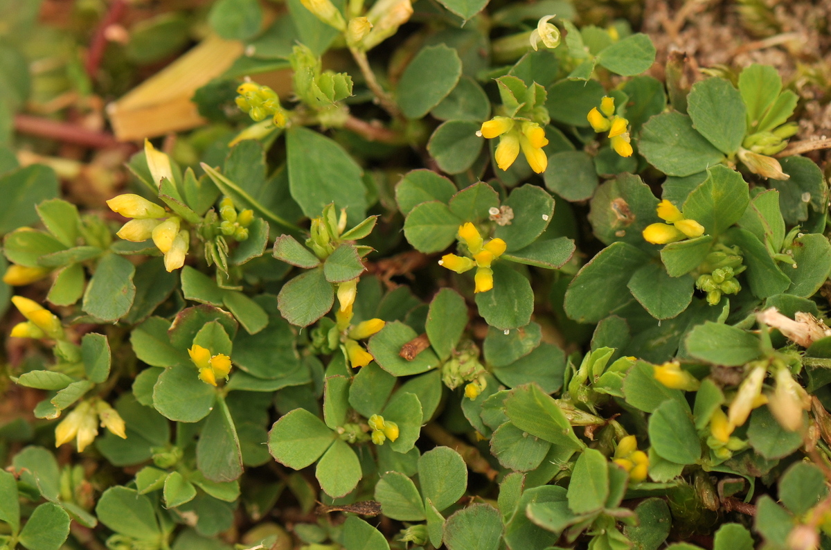 Trifolium micranthum (door Willie Riemsma)