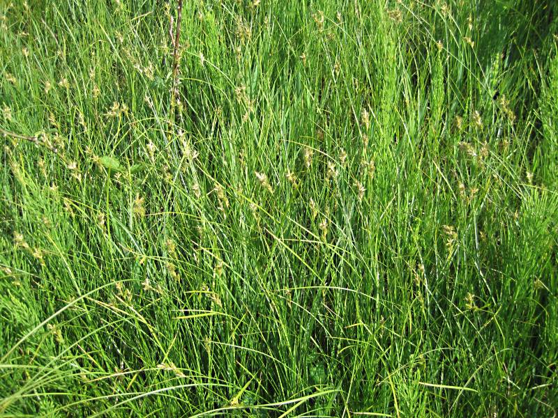 Carex brizoides (door Grada Menting)