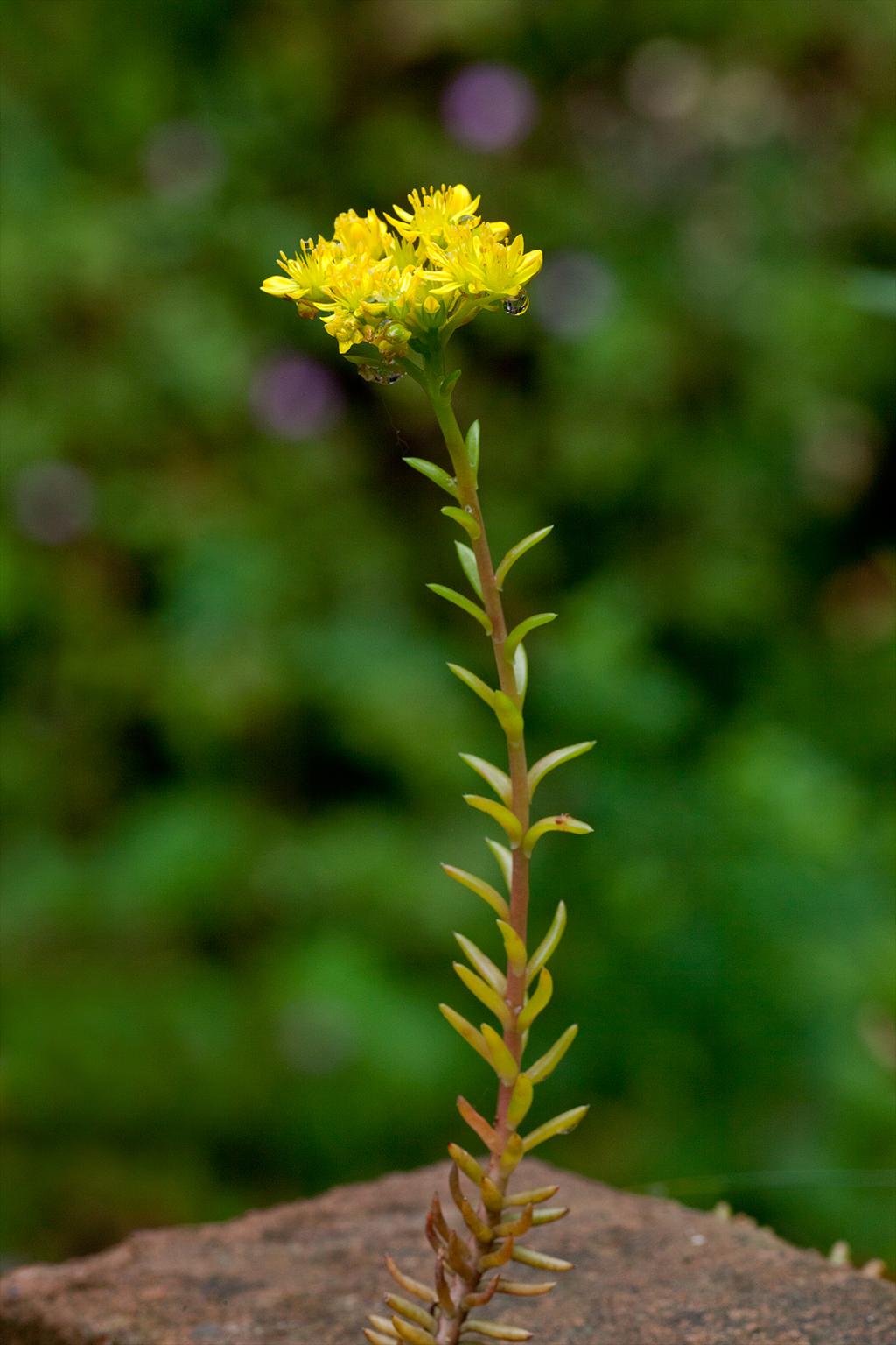 Sedum rupestre (door John Breugelmans)