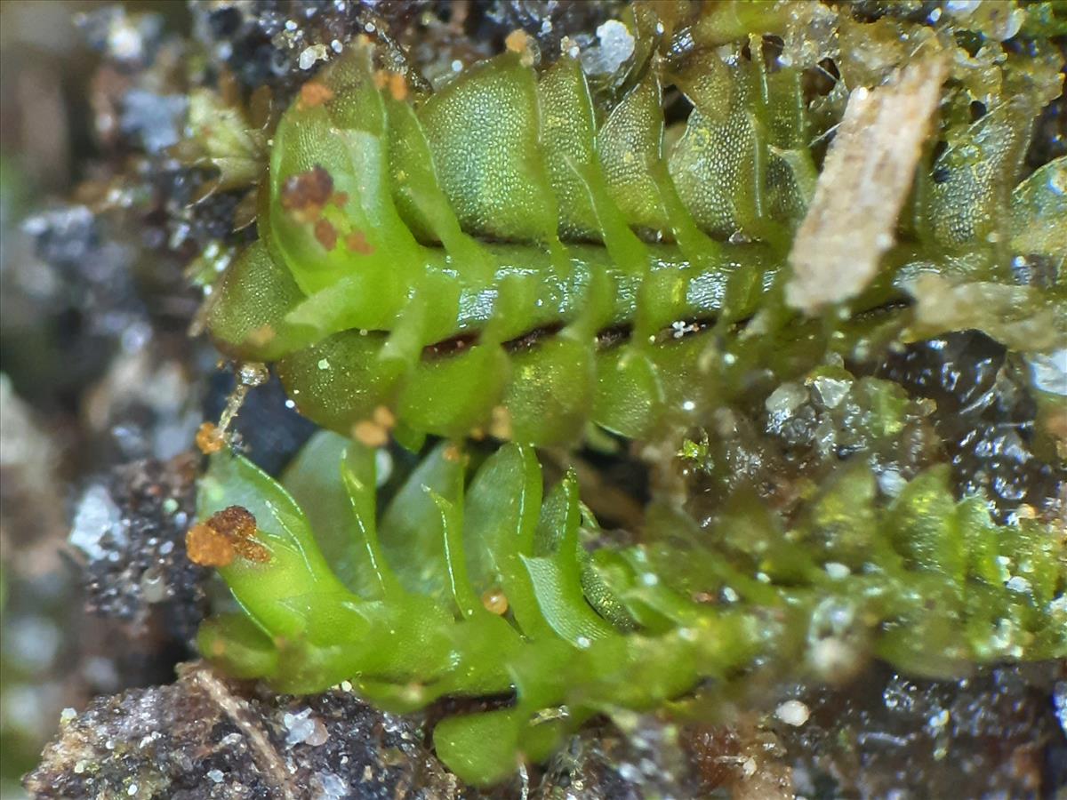 Tritomaria exsectiformis (door Ivo Raemakers)