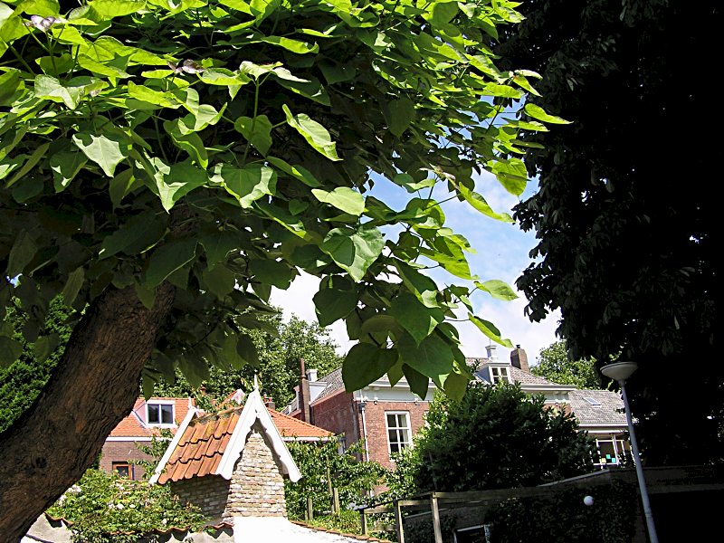 Catalpa bignonioides (door Grada Menting)