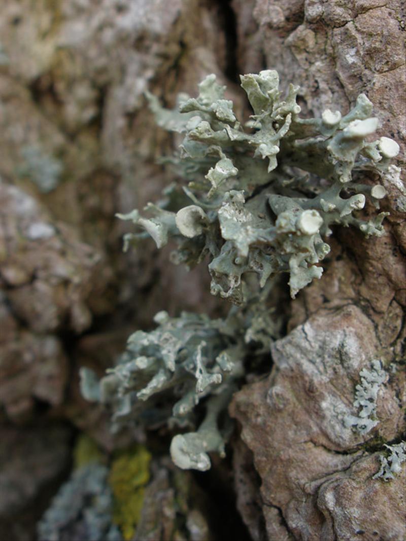 Ramalina fastigiata (door maarten langbroek)