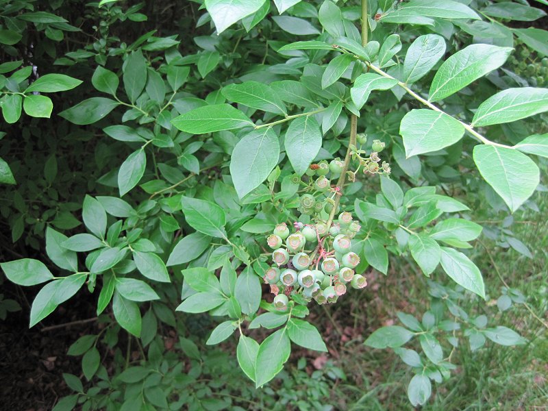 Vaccinium corymbosum (door Grada Menting)