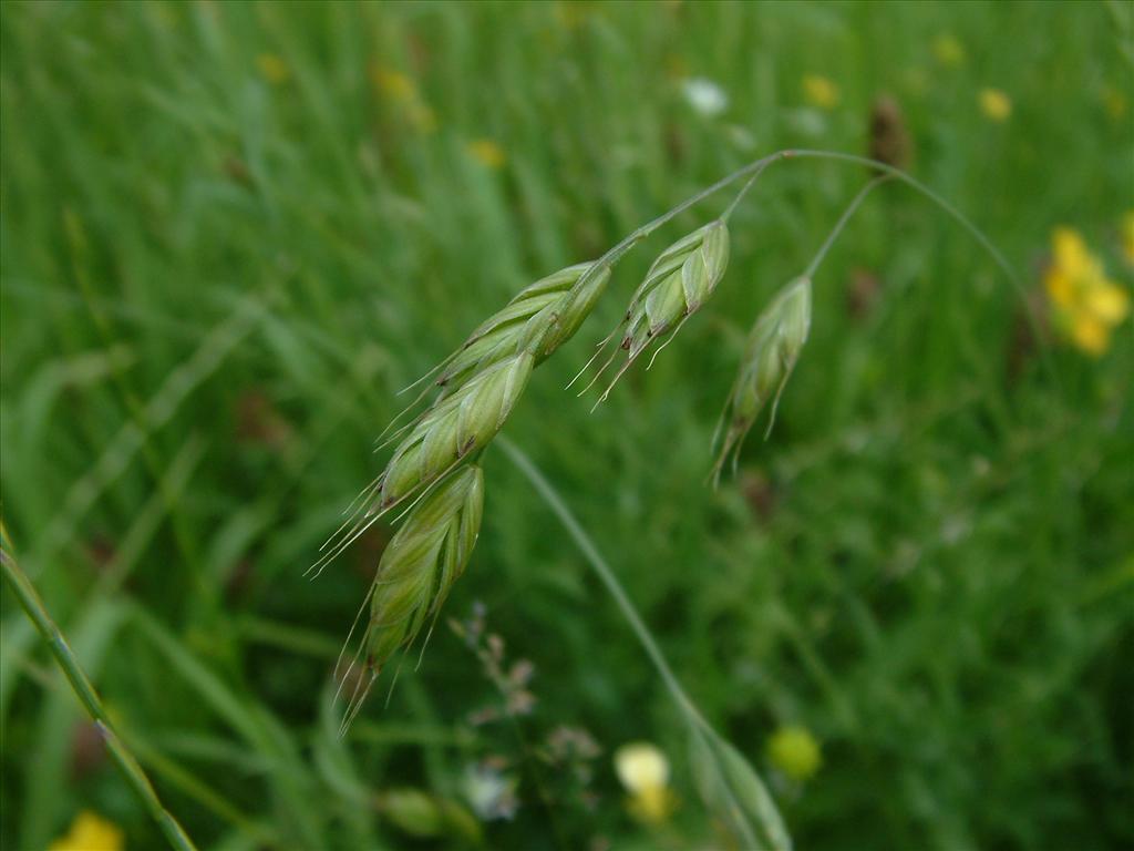 Bromus racemosus (door Dick Kerkhof)