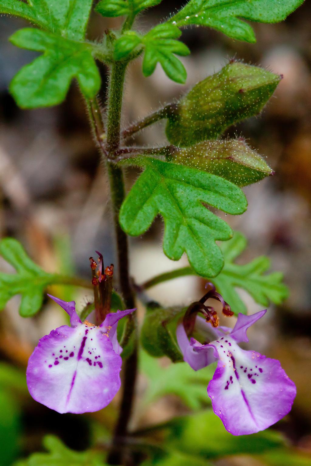 Teucrium botrys (door John Breugelmans)