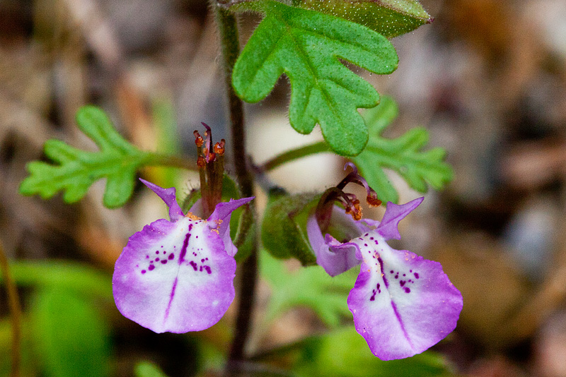 Teucrium botrys (door John Breugelmans)