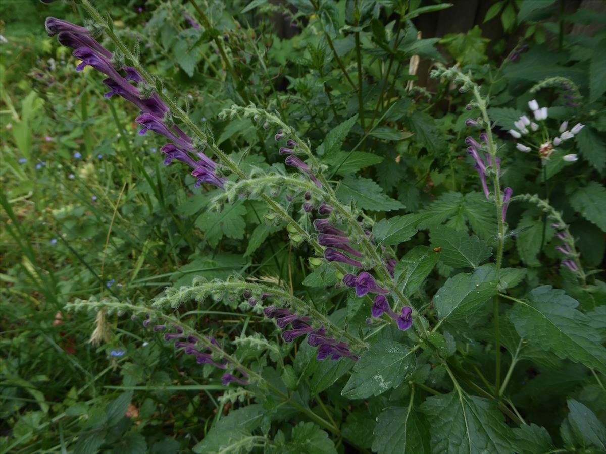 Scutellaria columnae (door Koen van Zoest)