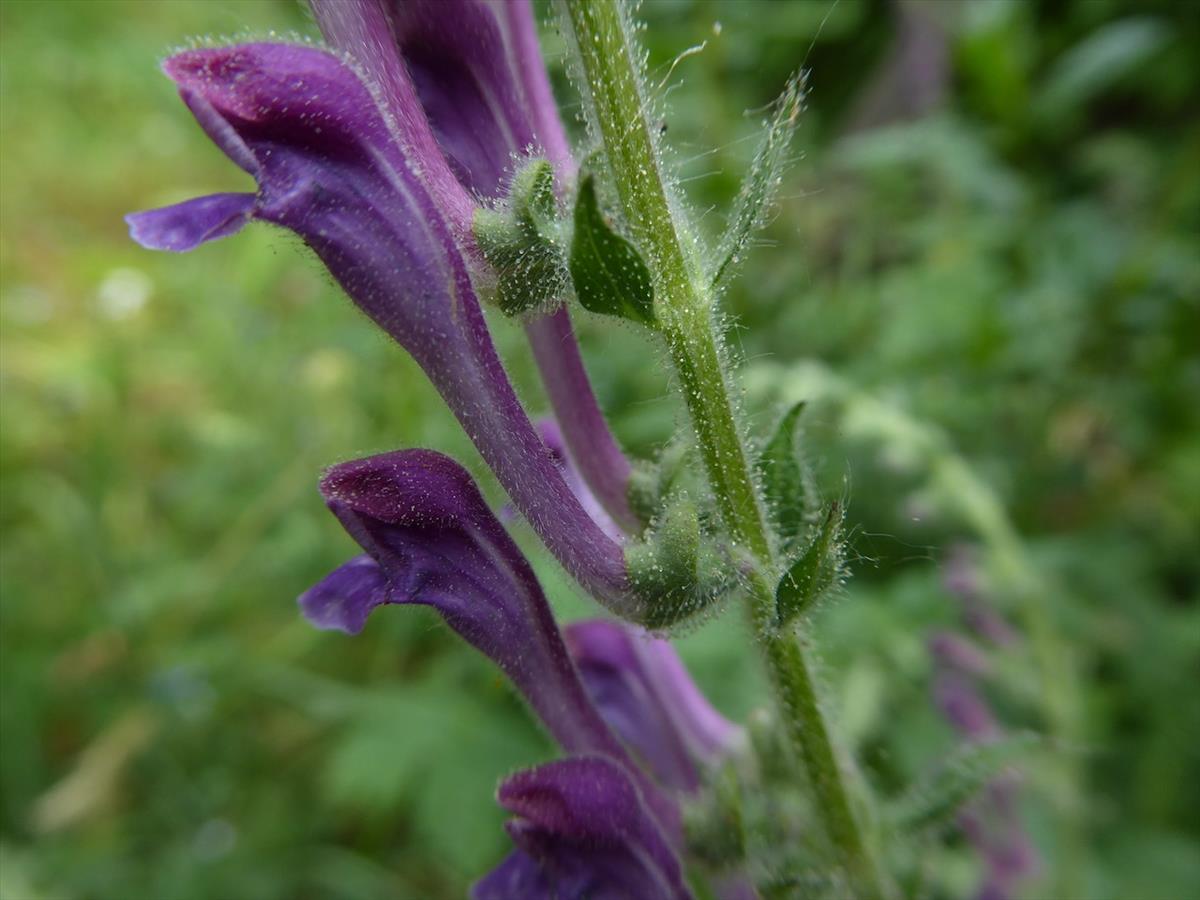 Scutellaria columnae (door Koen van Zoest)