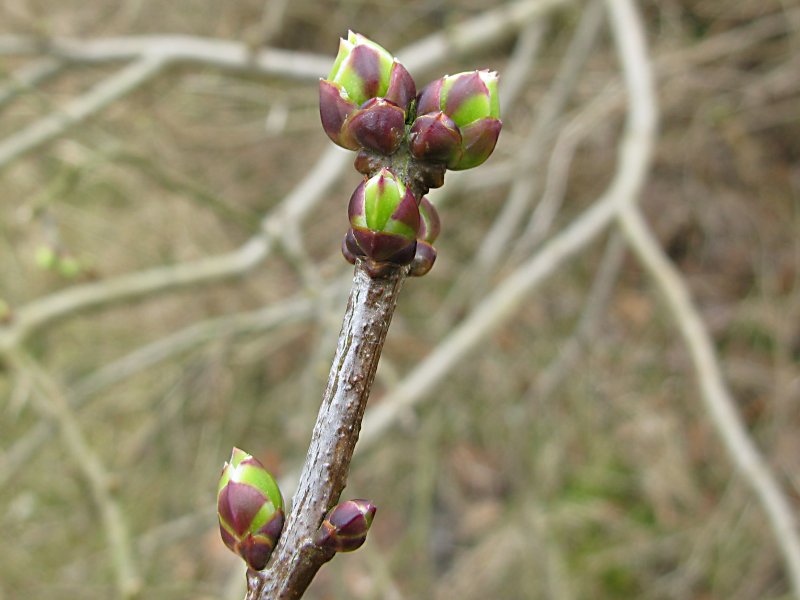 Sambucus racemosa (door Grada Menting)