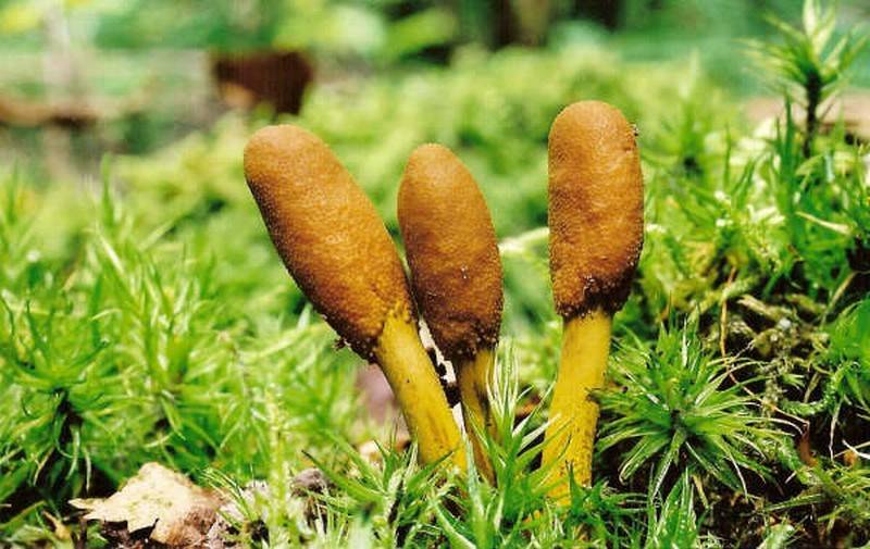 Elaphocordyceps ophioglossoides (door Gio van Bernebeek & Martijn Oud)