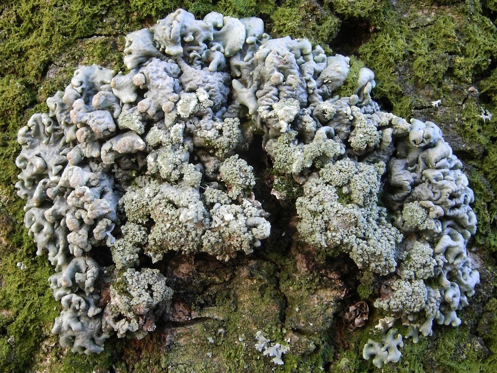 Hypogymnia tubulosa (door Arjan de Groot)