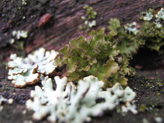 Tuckermanopsis chlorophylla (door Kim Lotterman)