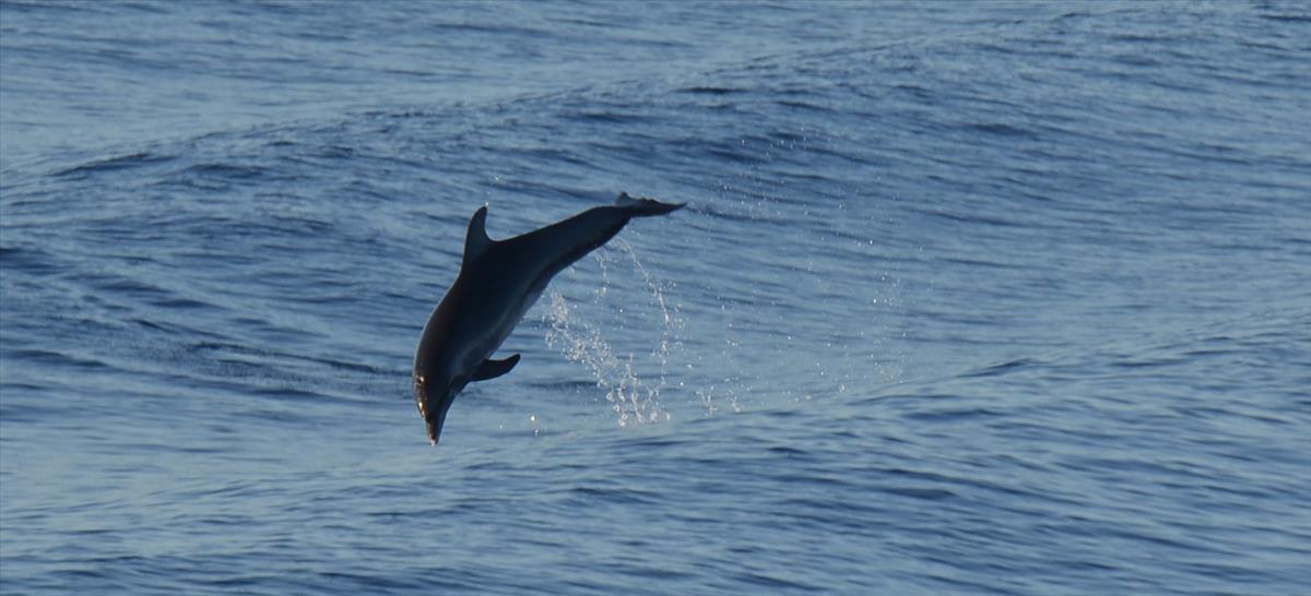 Tursiops truncatus (door Bas Kers)