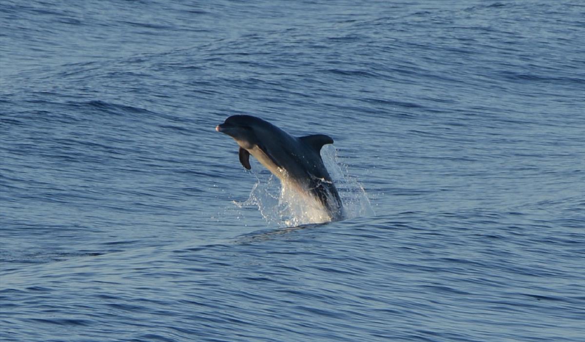 Tursiops truncatus (door Bas Kers)