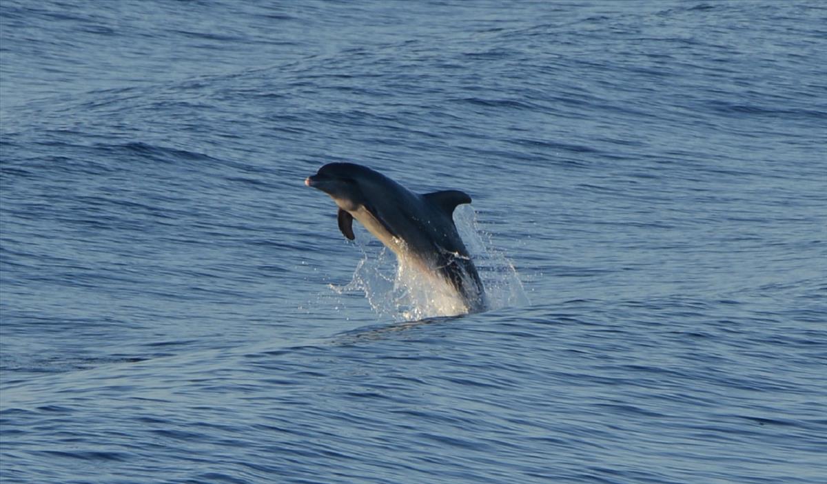 Tursiops truncatus (door Bas Kers)