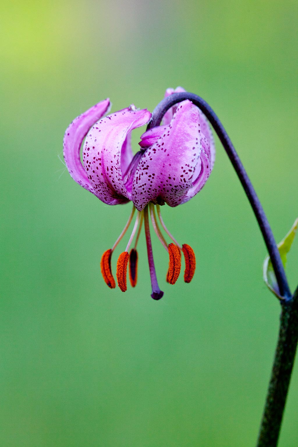 Lilium martagon (door John Breugelmans)