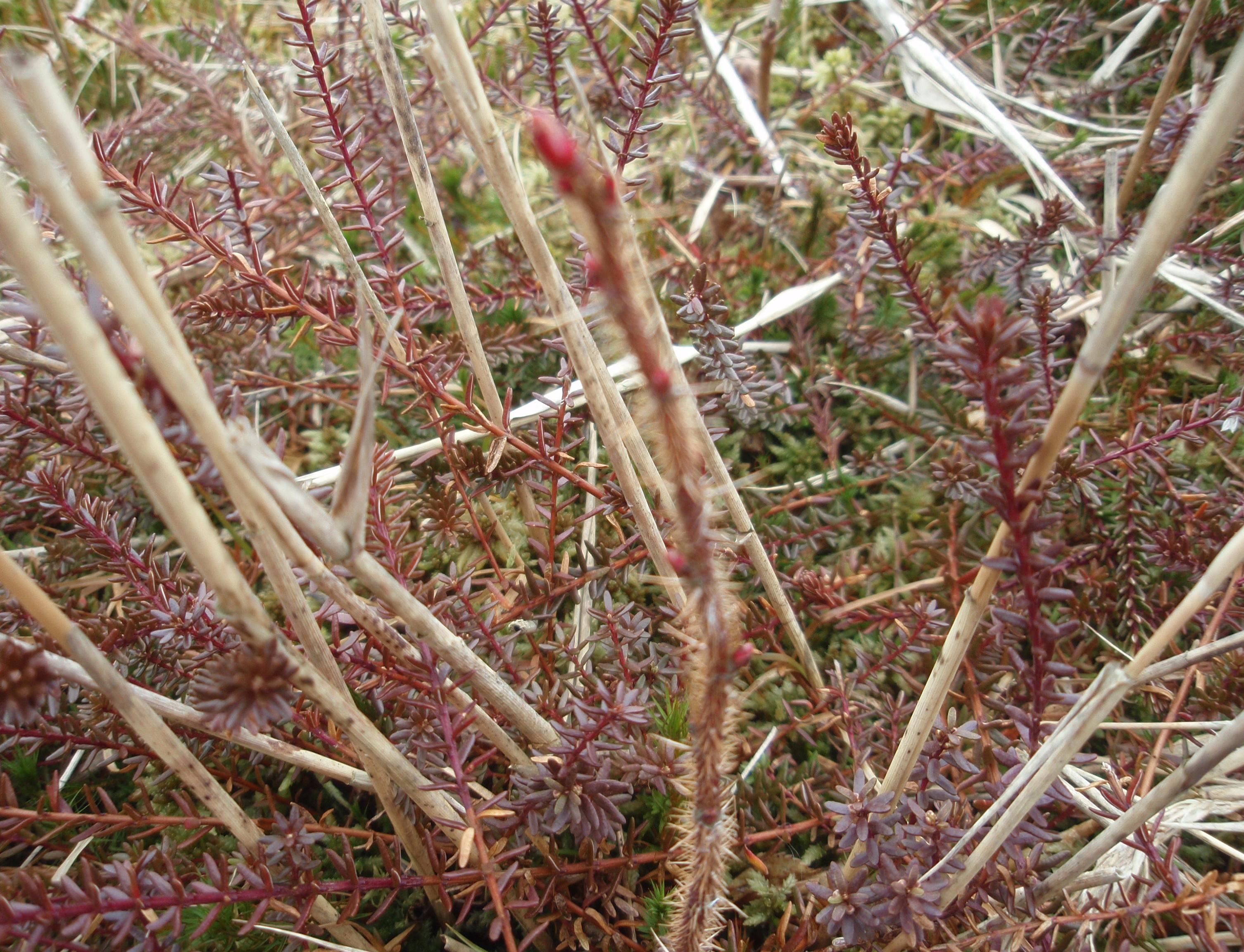 Rosa nitida (door Sipke Gonggrijp)