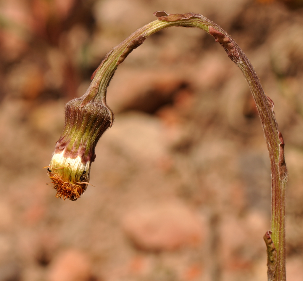 Tussilago farfara (door Willie Riemsma)