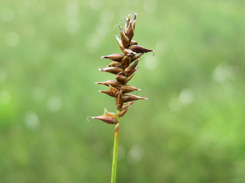 Carex dioica (door Grada Menting)