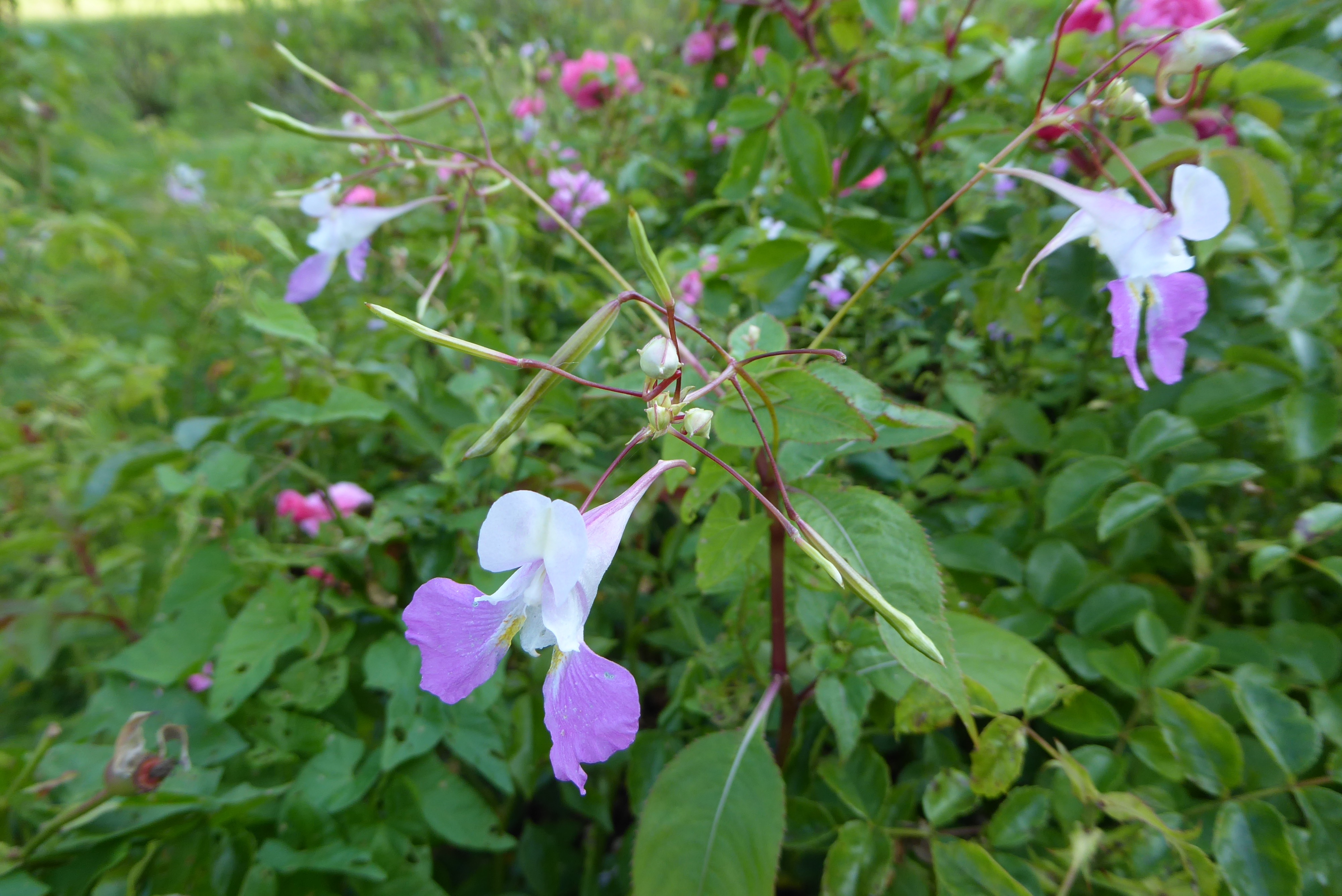 Impatiens balfourii (door Koen van Zoest)