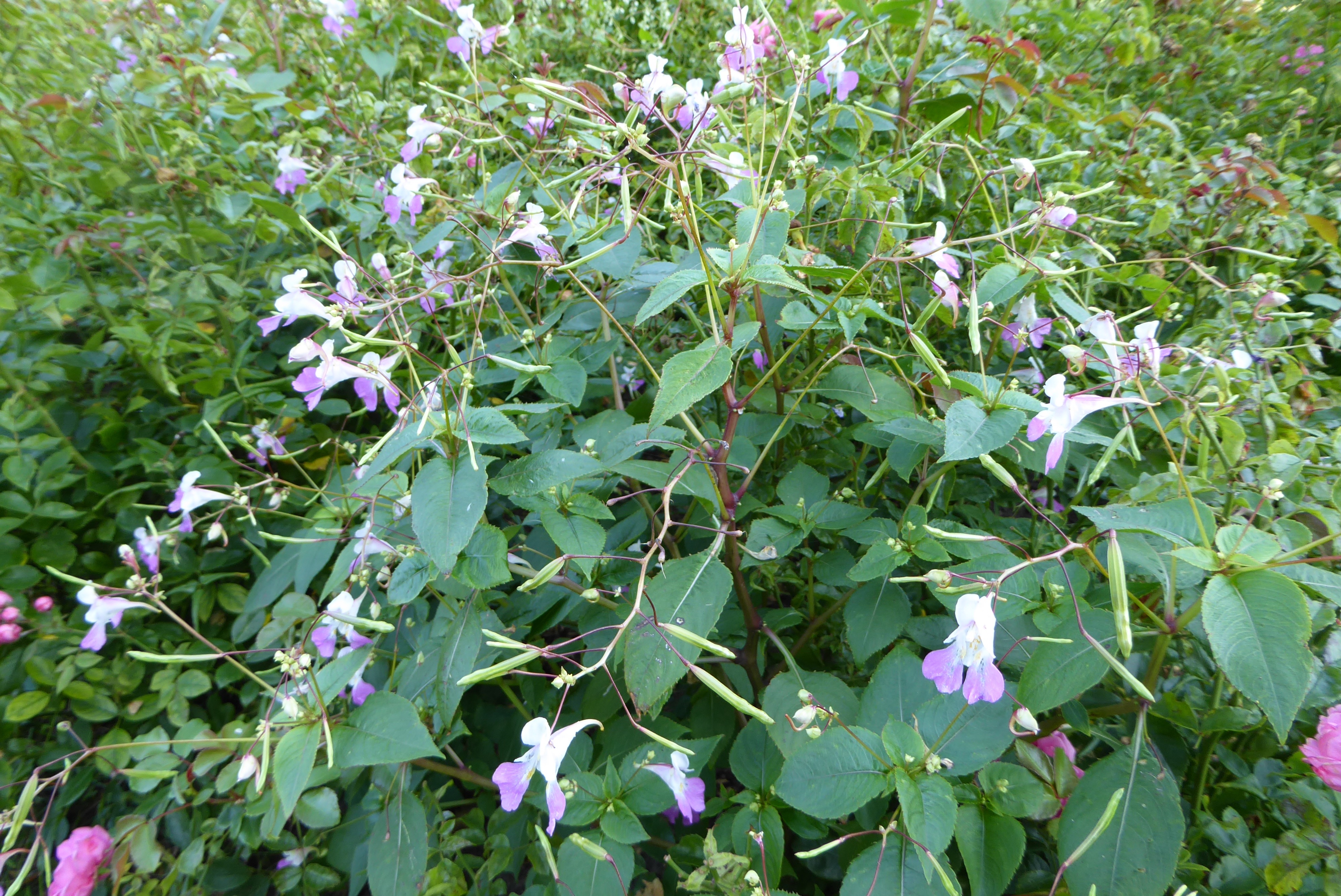 Impatiens balfourii (door Koen van Zoest)