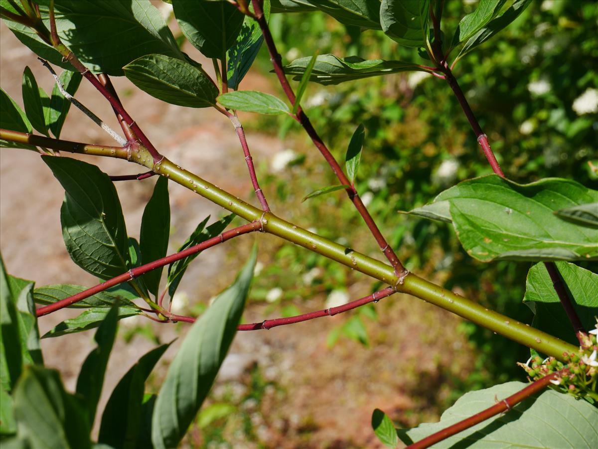 Cornus sanguinea (door Wim van der Neut)