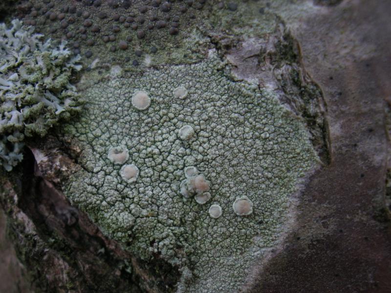 Lecanora confusa (door Maarten Langbroek)