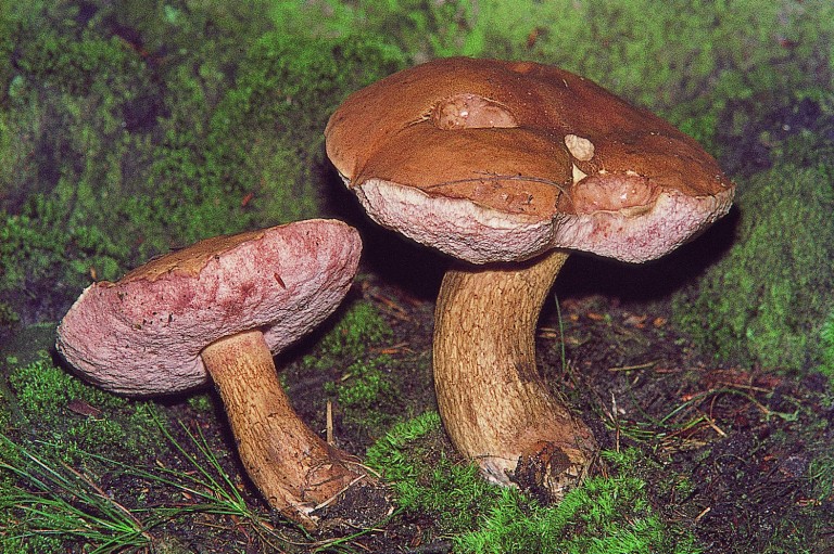 Tylopilus felleus (door Henk Huijser)