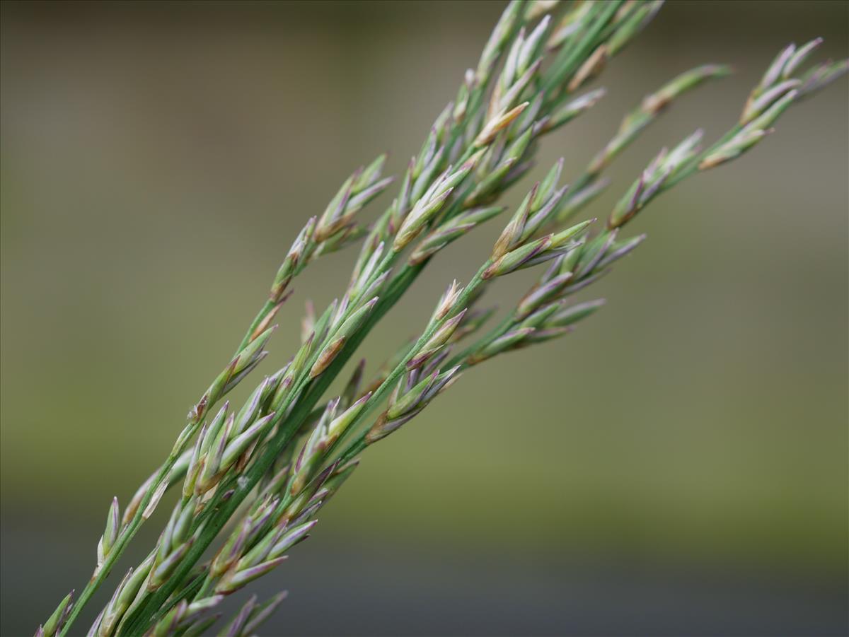 Molinia caerulea (door Wim van der Neut)