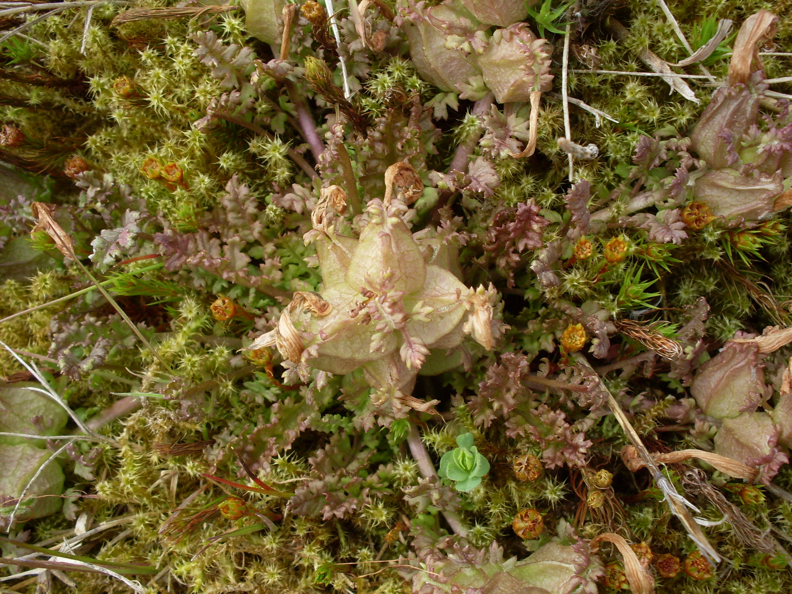 Pedicularis sylvatica (door Dick Kerkhof)